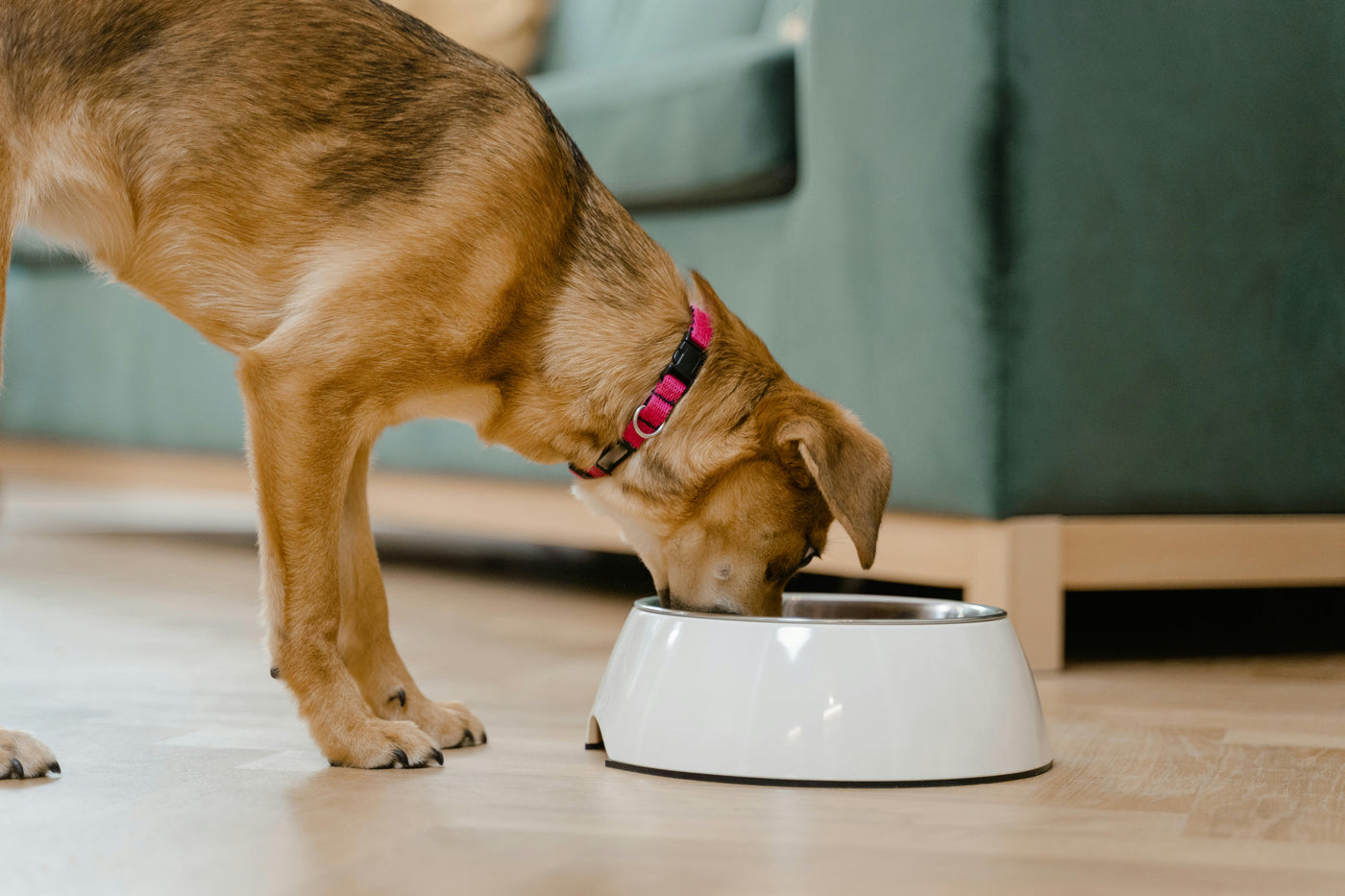 PET FEEDERS