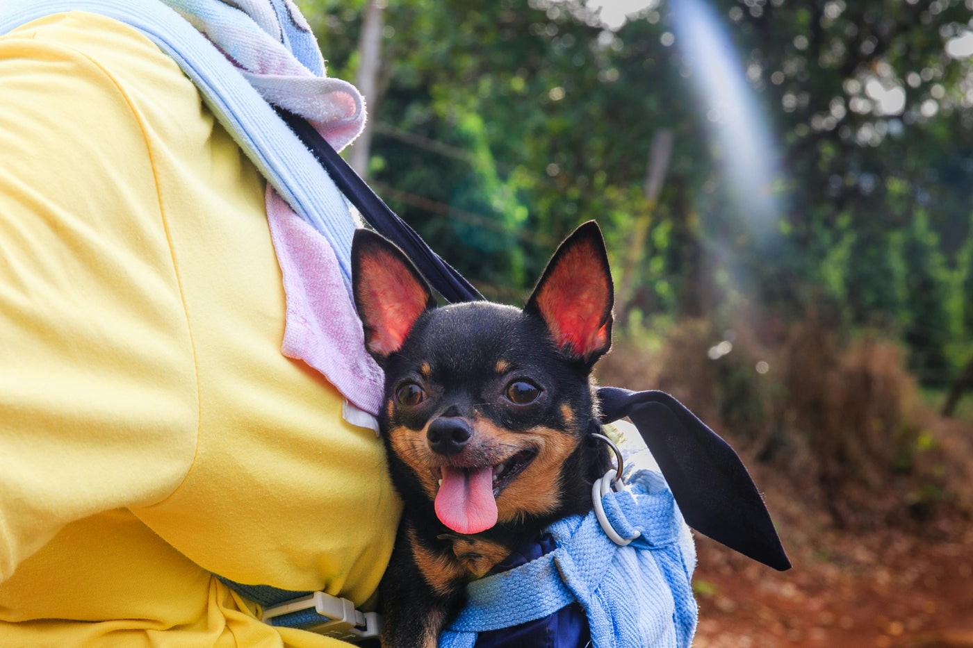 PET CARRIERS AND PROTECTORS